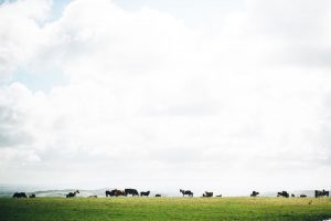 Image of the moorland landscape with cattle and wild ponies in the background grazing. The sky takes up most of this image and it is cloudy.