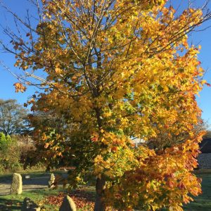 Autumn tree The Green