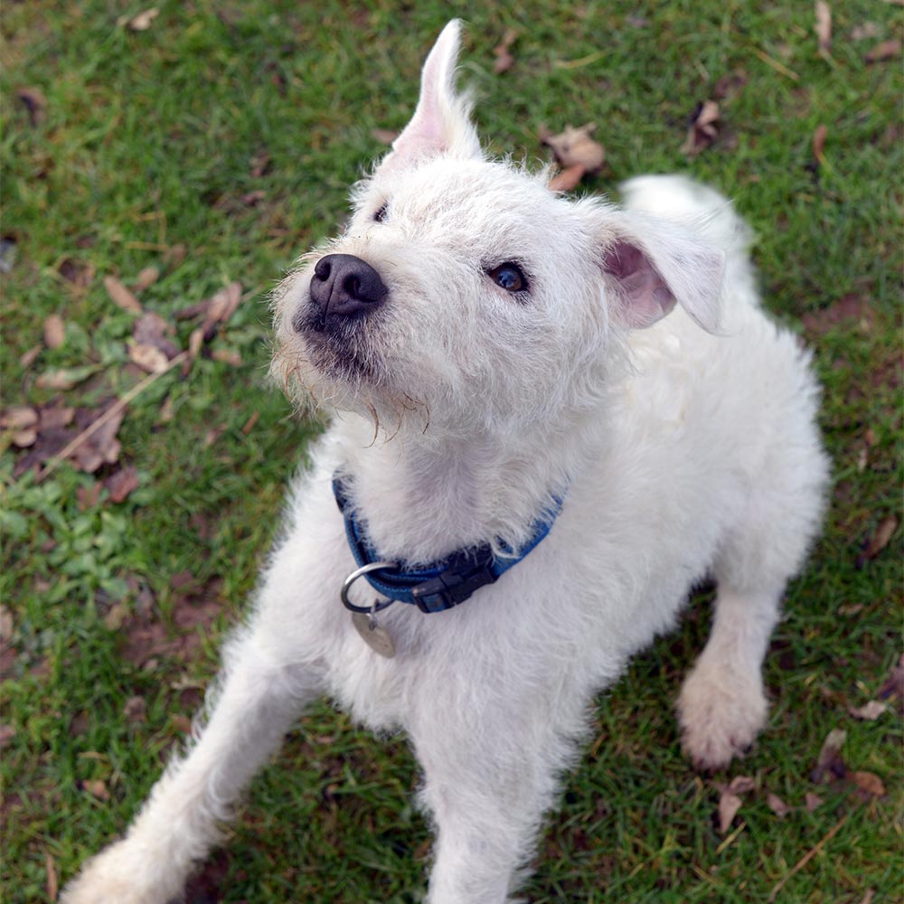 This is a picture of Jiggs our office dog. He is sitting on the grass and the picture is taken of him from above. He is looking upwards to the right. His left ear is sticking up and the other one is flopping down. He is wearing a blue collar. He is a small white, rough-coated Jack Russell terrier.